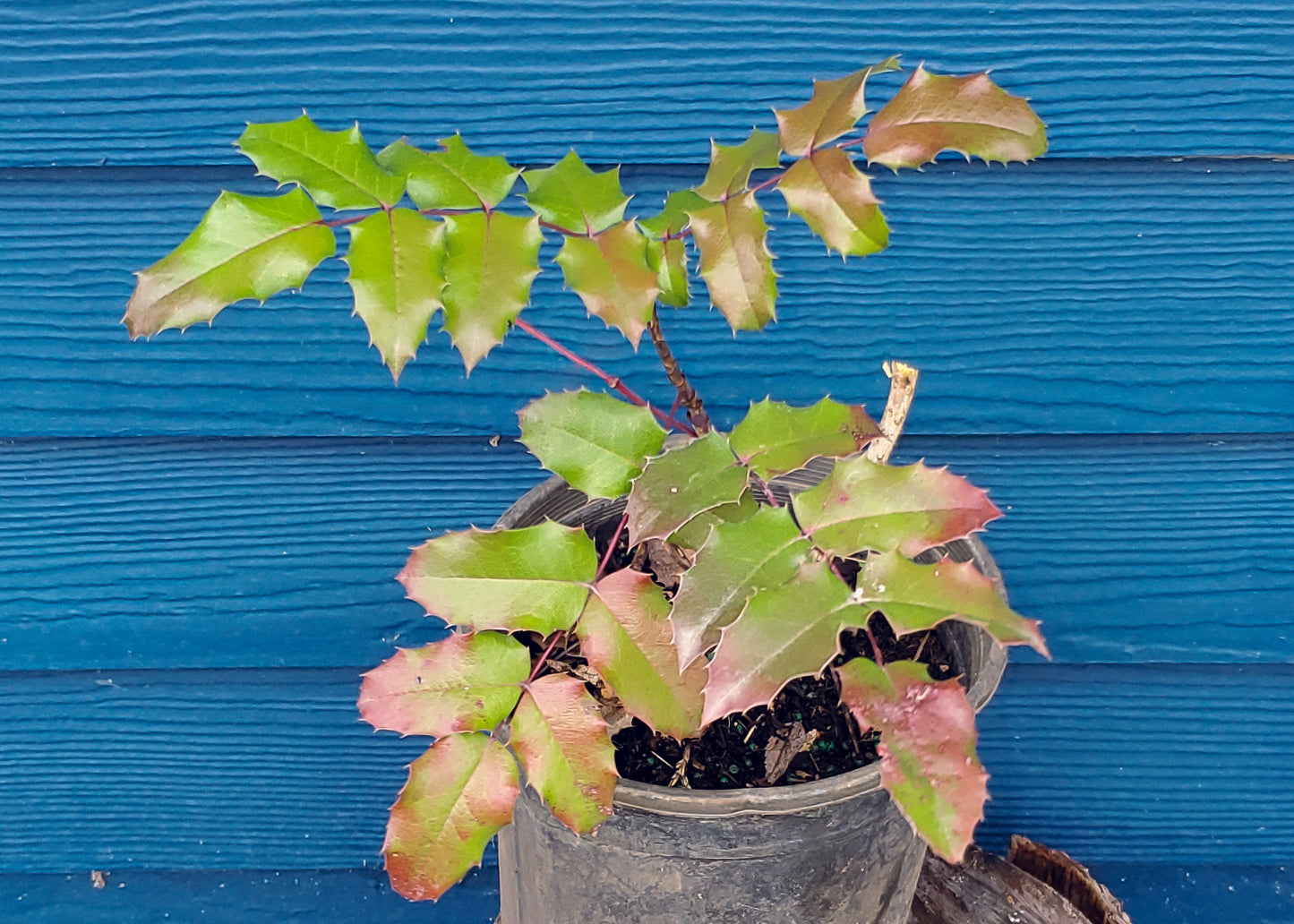 Tall Oregon Grape